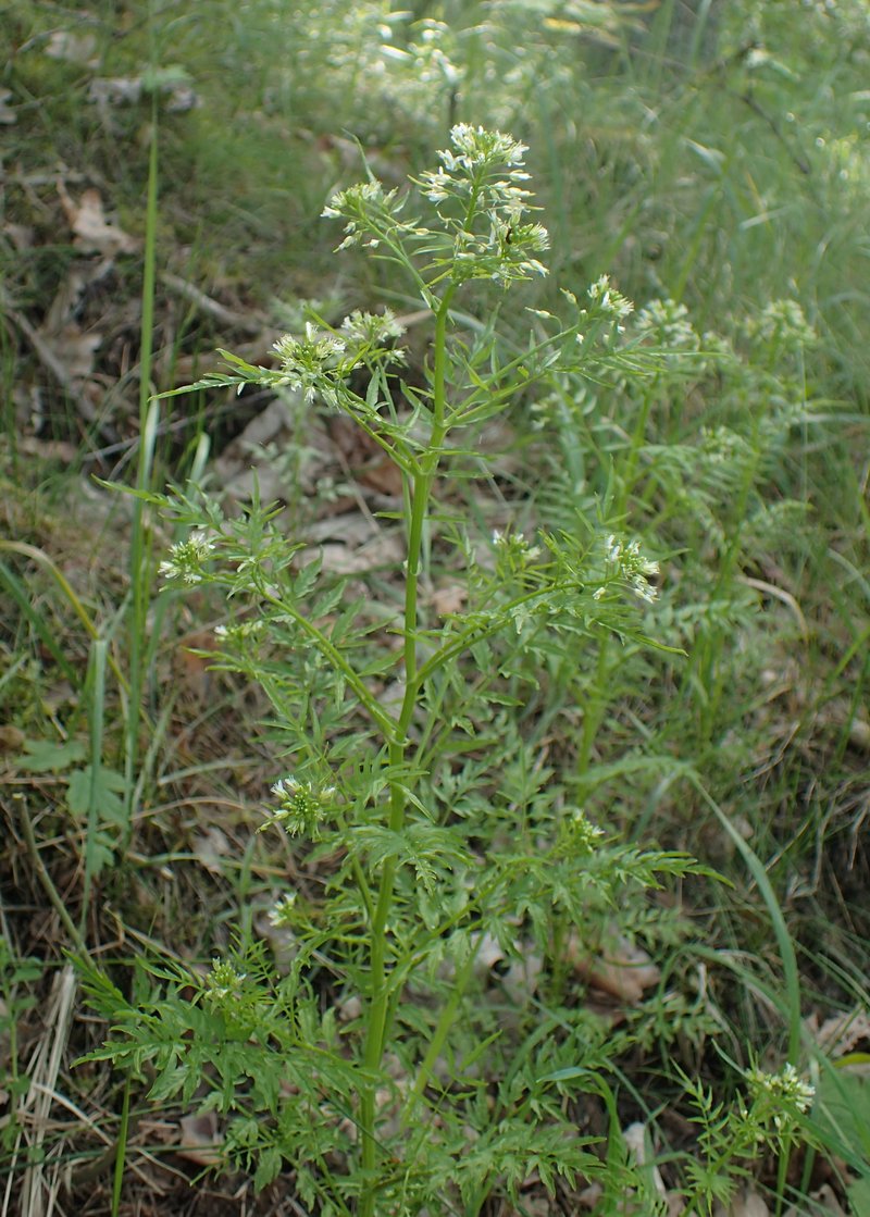 Narrowleaf Bittercress photo 8