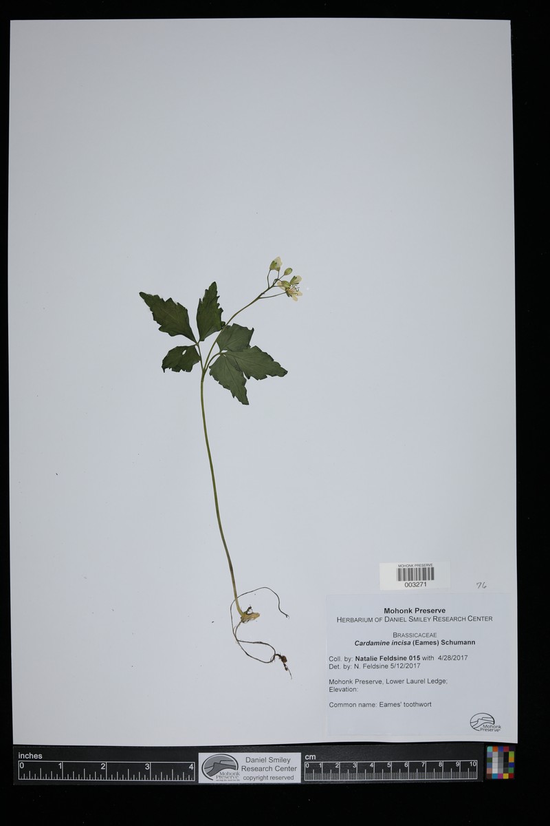 Cardamine incisa