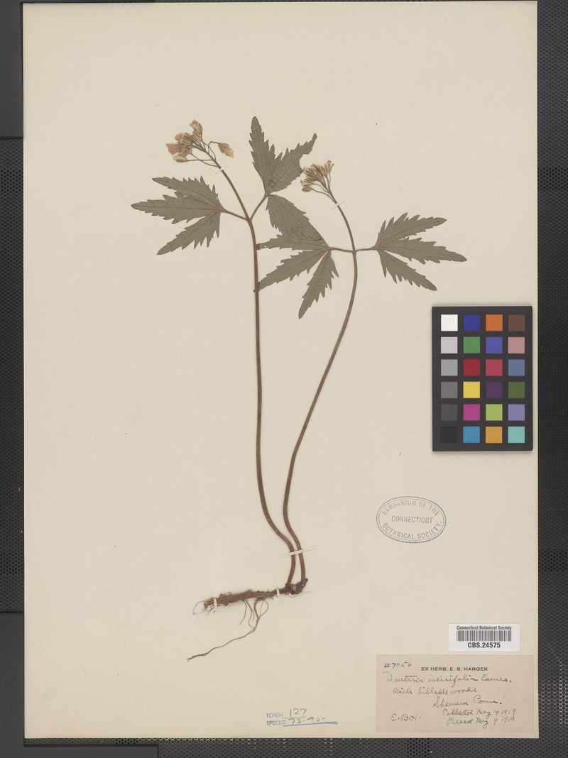 Cardamine incisa photo 2