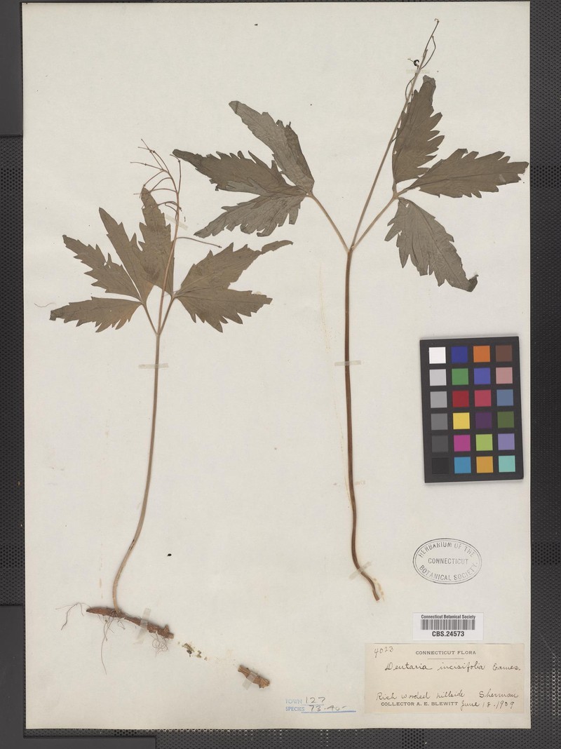 Cardamine incisa photo 3