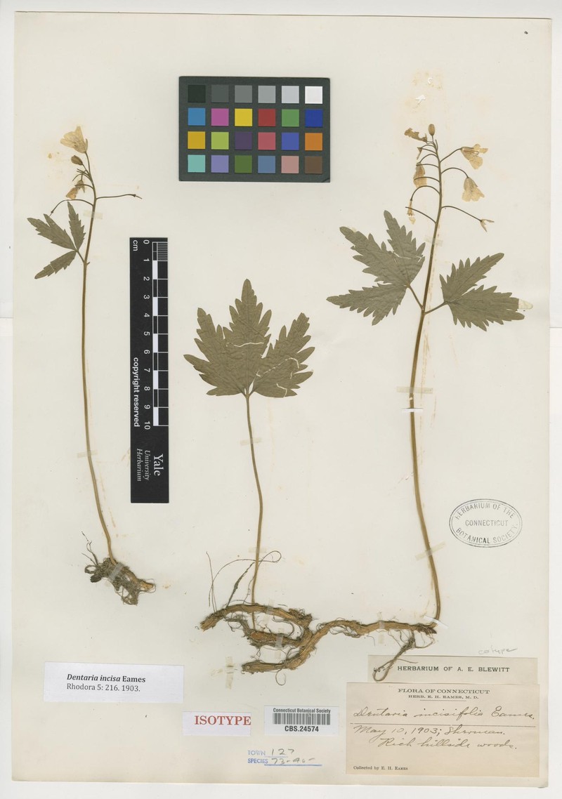 Cardamine incisa photo 4
