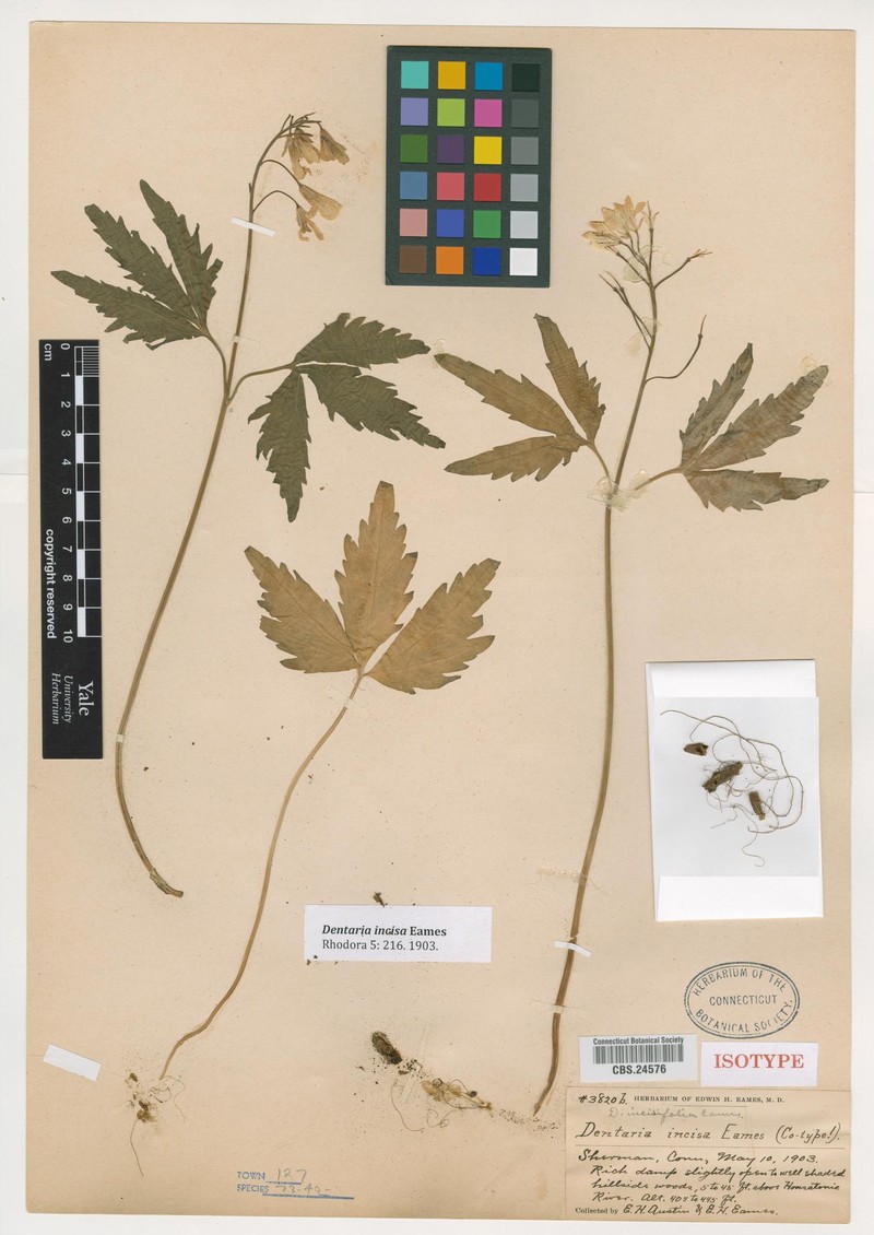 Cardamine incisa photo 5
