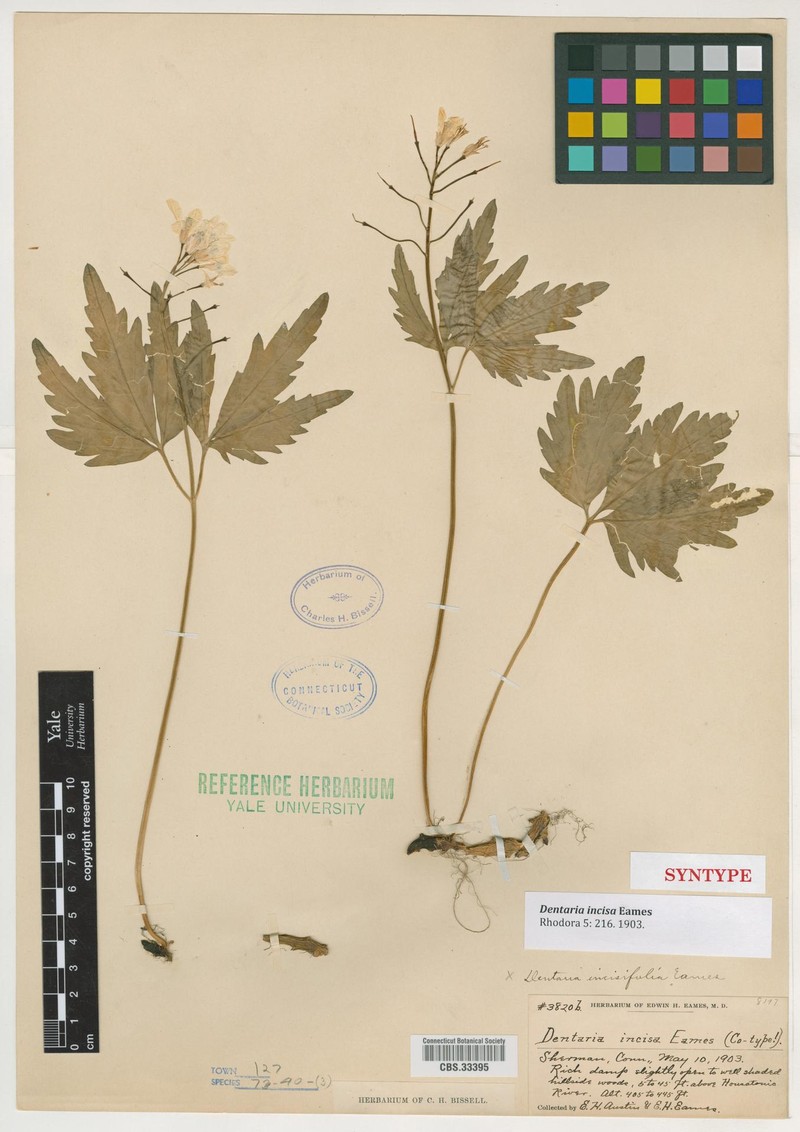 Cardamine incisa photo 6