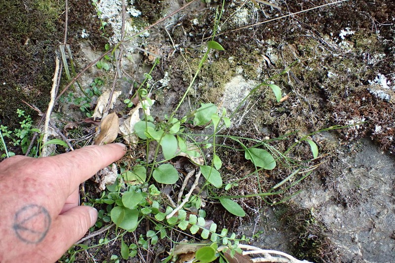 Cardamine integra photo 2