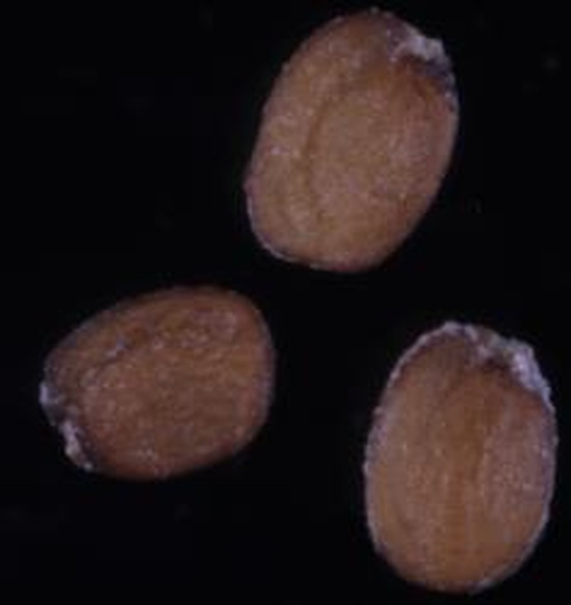 Cardamine integra