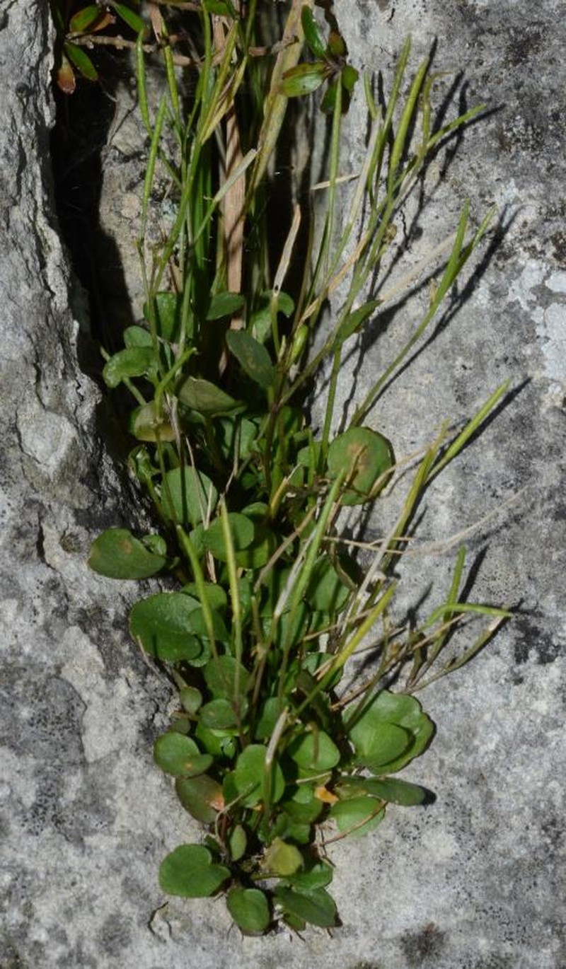 Cardamine integra photo 4