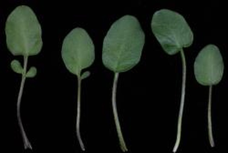Cardamine integra photo 5