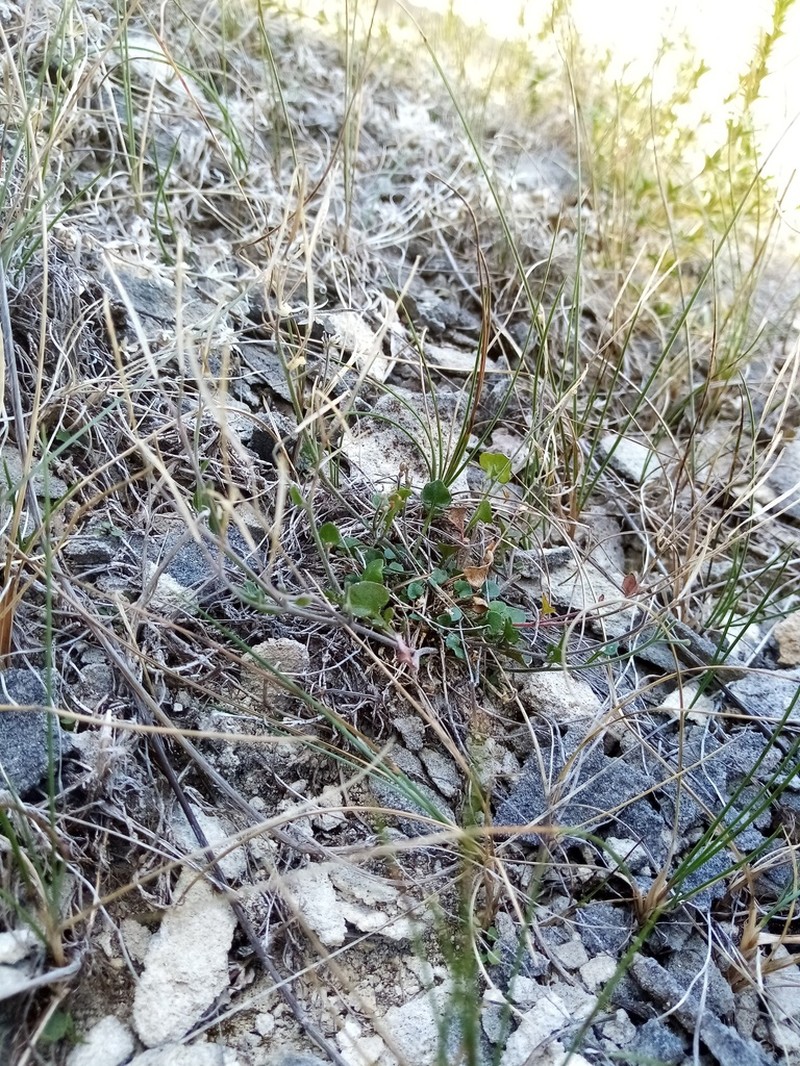 Cardamine intonsa