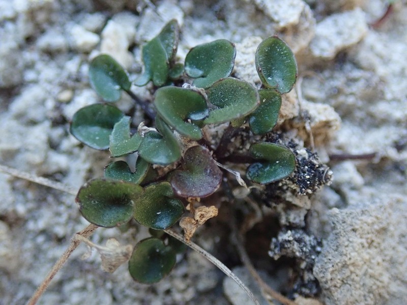 Cardamine intonsa photo 2