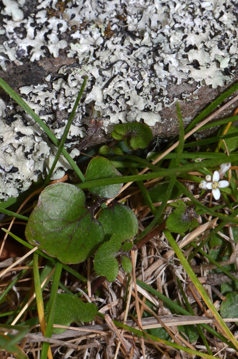 Cardamine intonsa photo 3