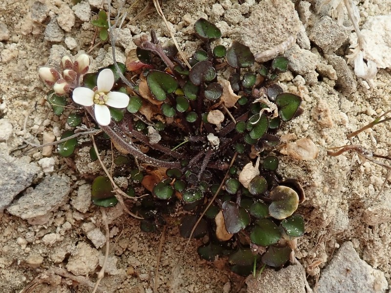 Cardamine intonsa photo 4