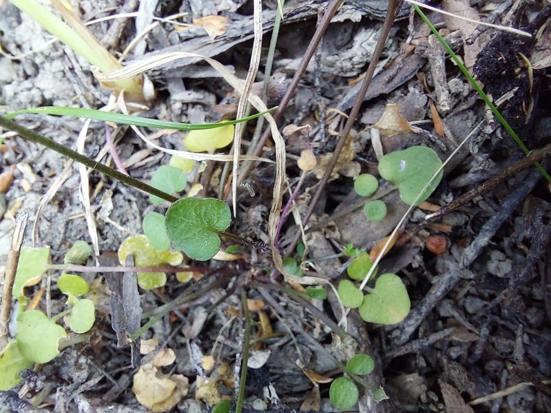 Cardamine intonsa photo 5