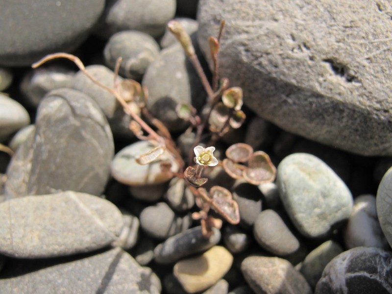 Cardamine intonsa photo 6