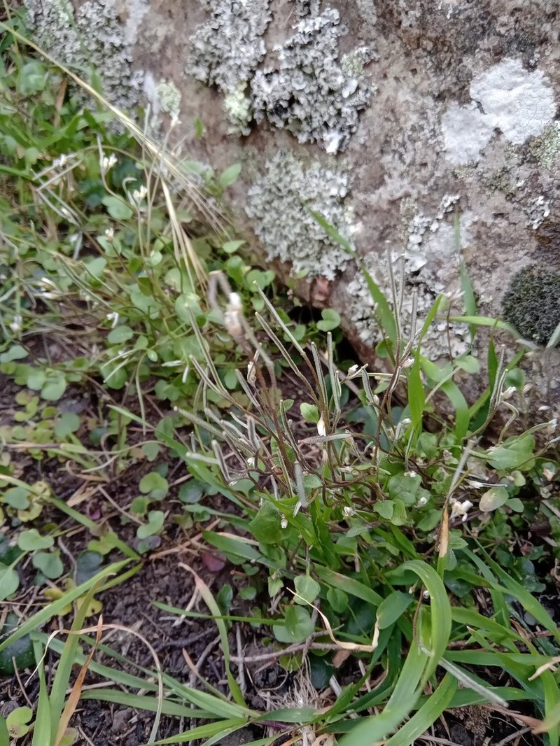 Cardamine intonsa photo 7