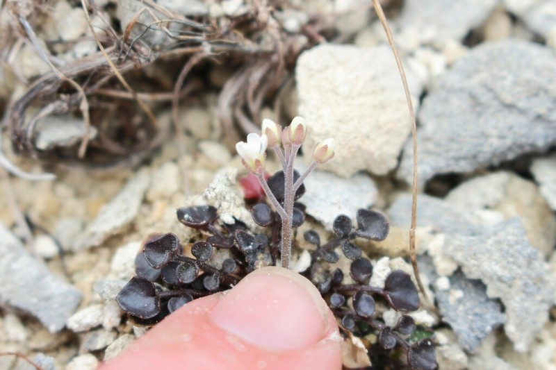 Cardamine intonsa photo 8