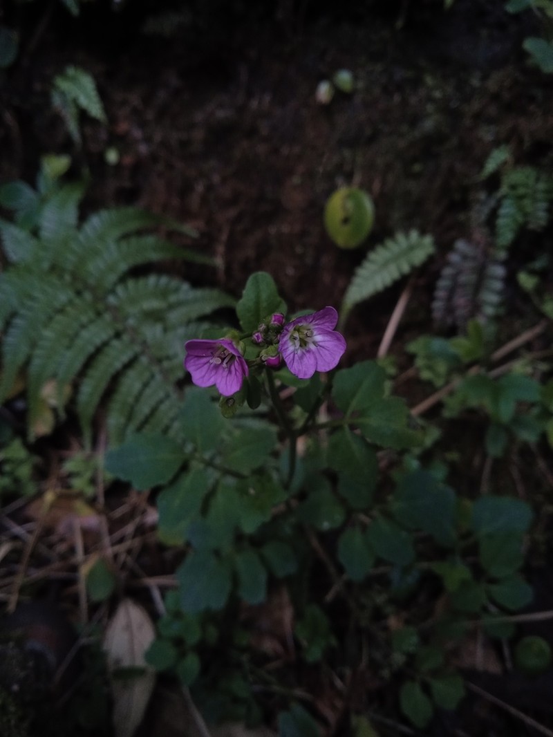 Cardamine jamesonii
