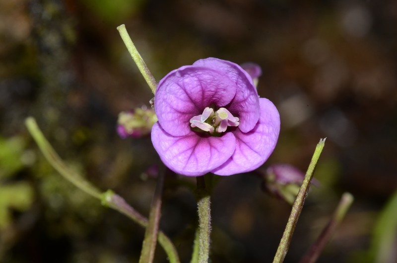 Cardamine jamesonii photo 2