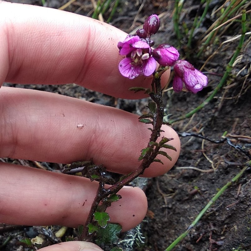 Cardamine jamesonii photo 3