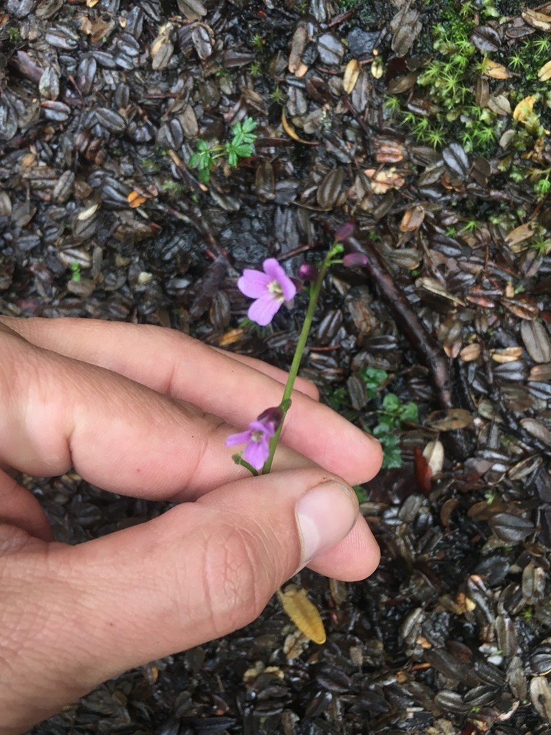 Cardamine jamesonii photo 4
