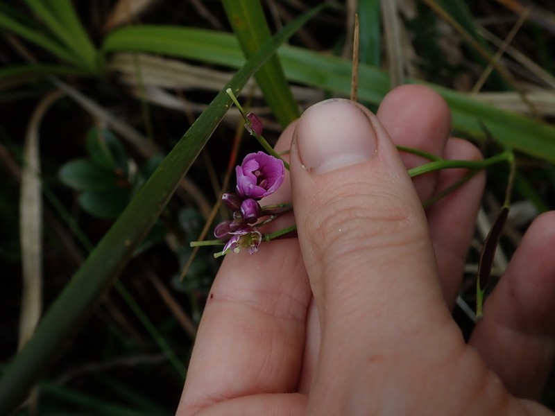 Cardamine jamesonii photo 5