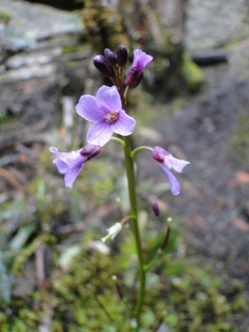 Cardamine jamesonii photo 6