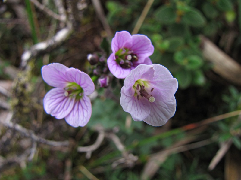 Cardamine jamesonii photo 7