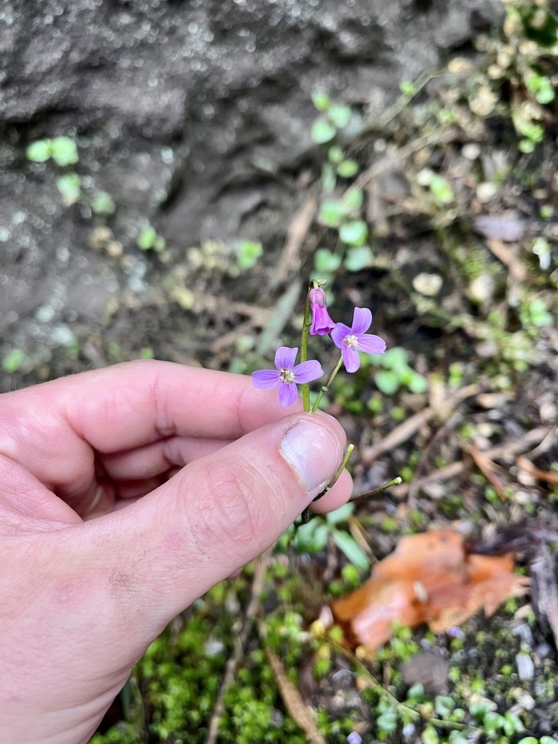 Cardamine jamesonii photo 8