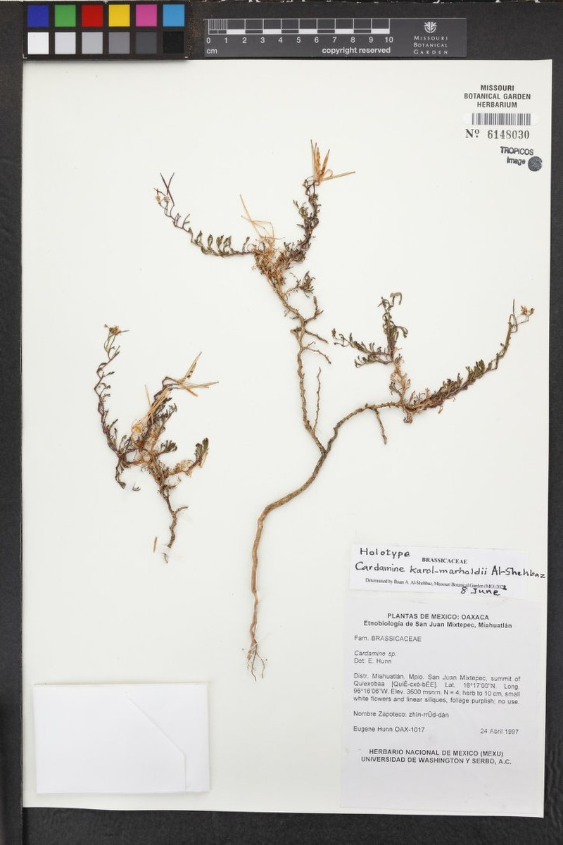 Cardamine karol-marholdii