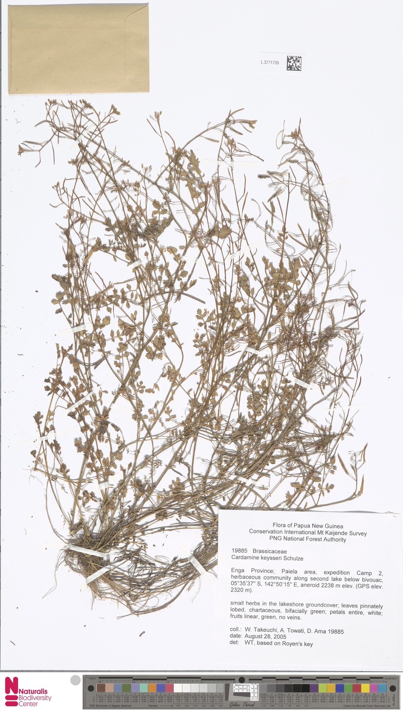 Cardamine keysseri
