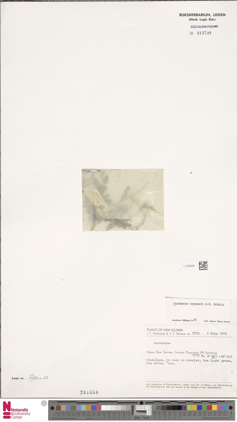 Cardamine keysseri photo 2