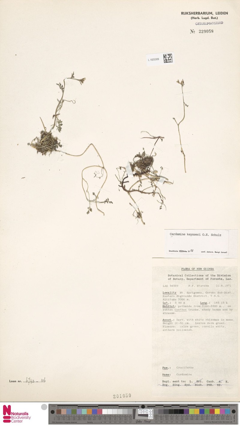 Cardamine keysseri photo 3