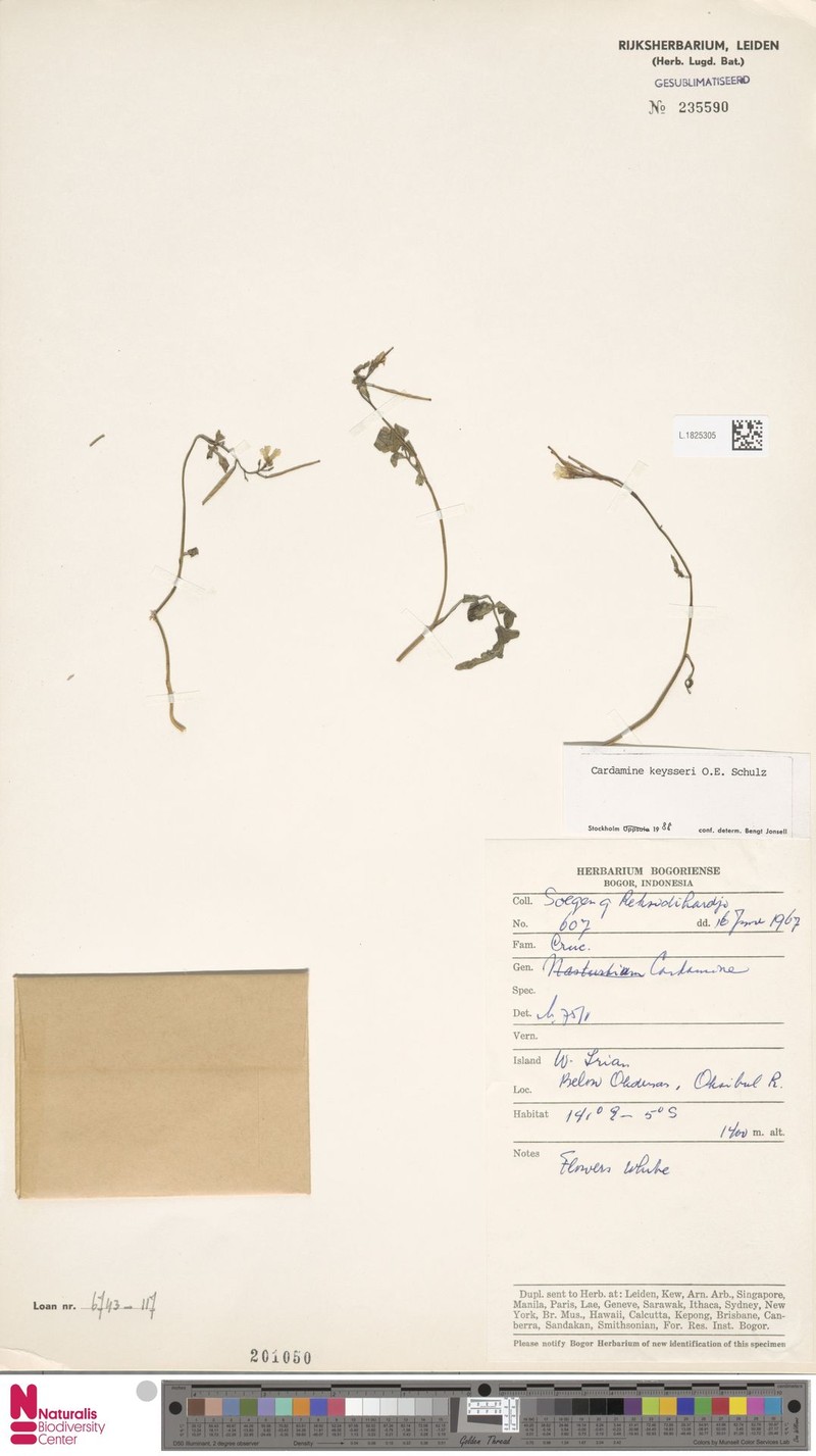 Cardamine keysseri photo 4