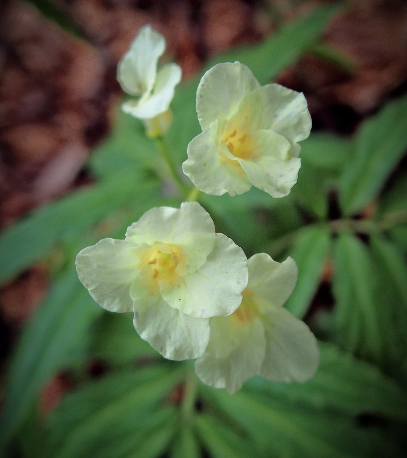Cardamine kitaibelii photo 2