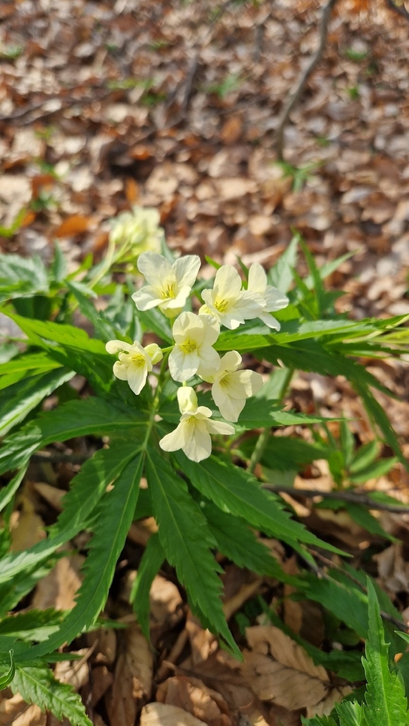 Cardamine kitaibelii photo 4