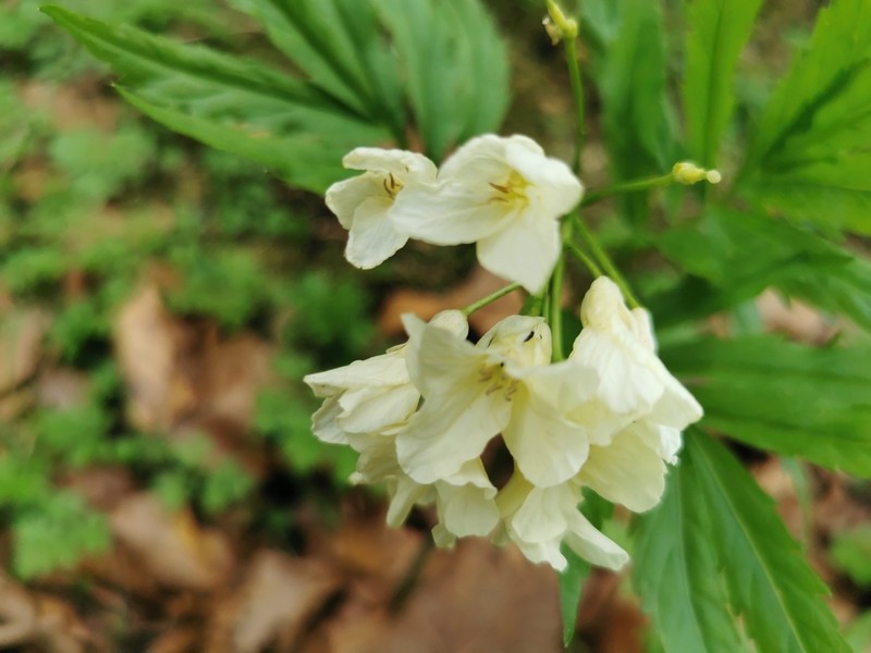 Cardamine kitaibelii photo 5