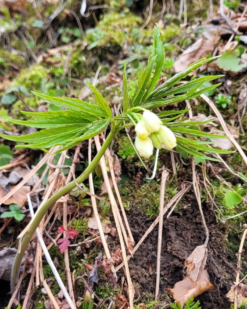 Cardamine kitaibelii photo 6