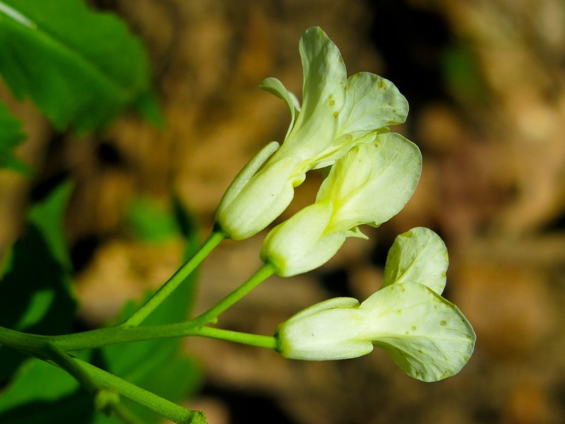 Cardamine kitaibelii photo 7