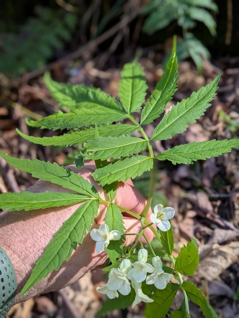 Cardamine kitaibelii photo 8