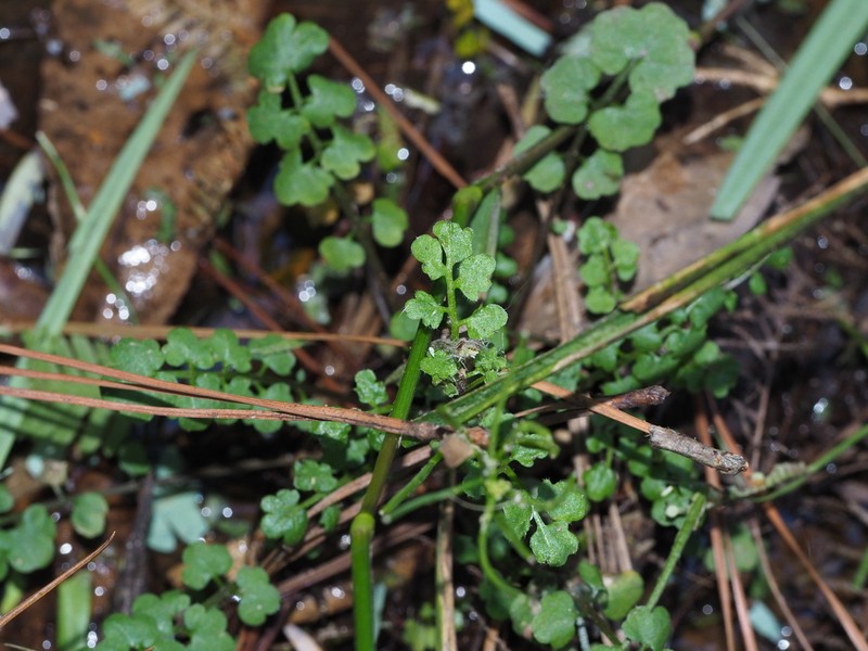 Cardamine kokaiensis photo 2