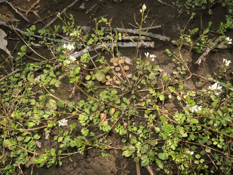 Cardamine kokaiensis