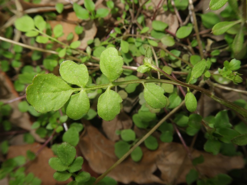 Cardamine kokaiensis photo 3