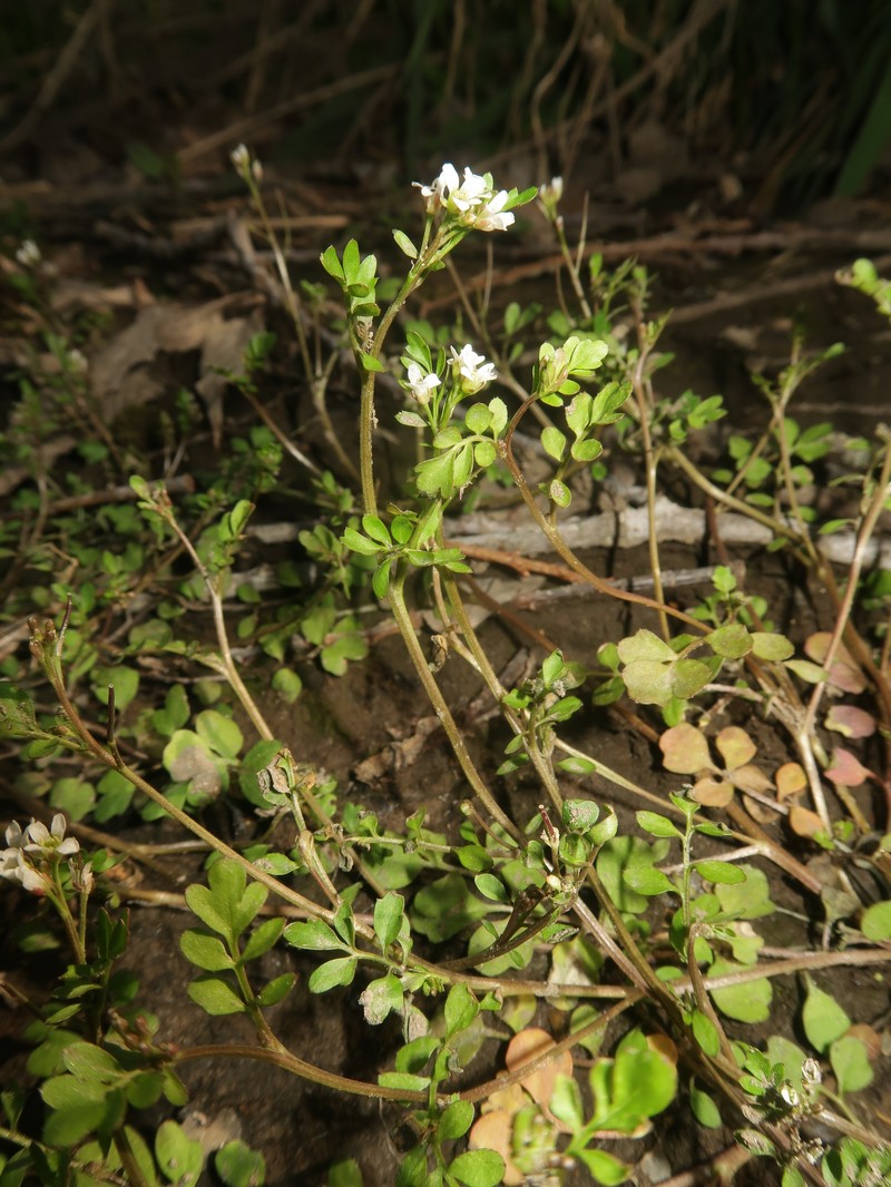 Cardamine kokaiensis photo 4