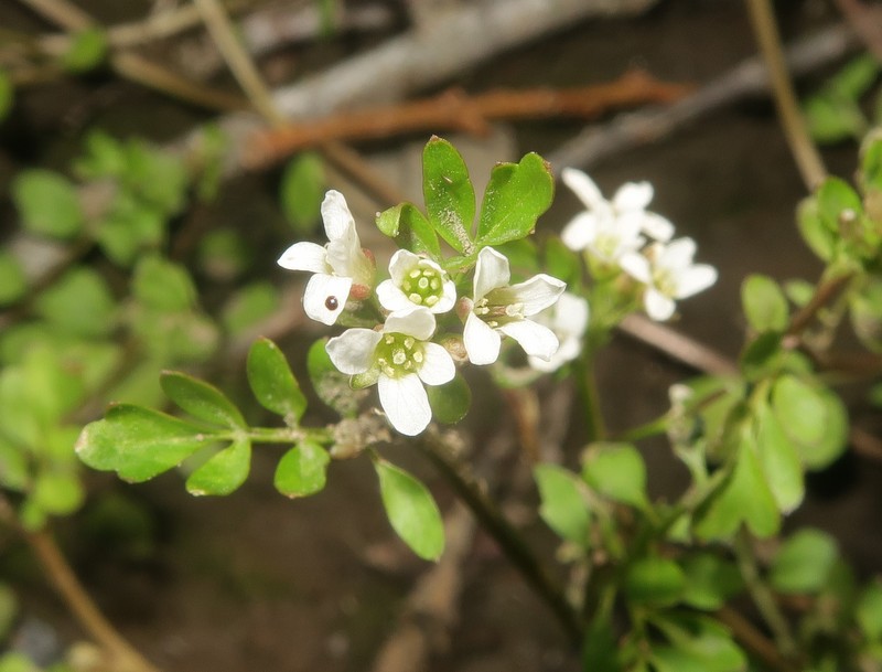 Cardamine kokaiensis photo 5