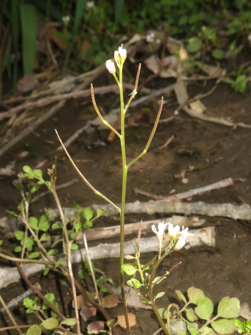 Cardamine kokaiensis photo 7