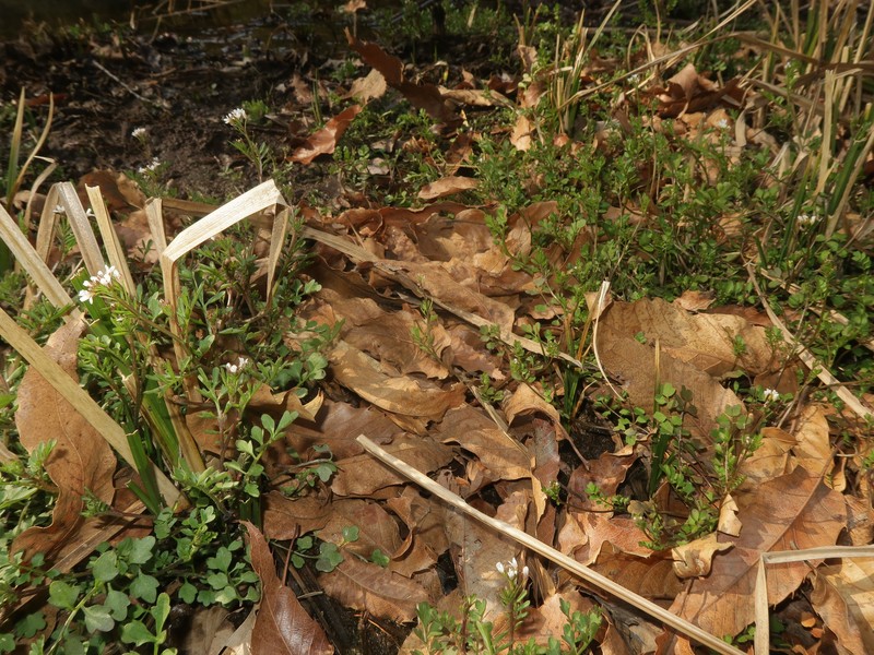 Cardamine kokaiensis photo 8