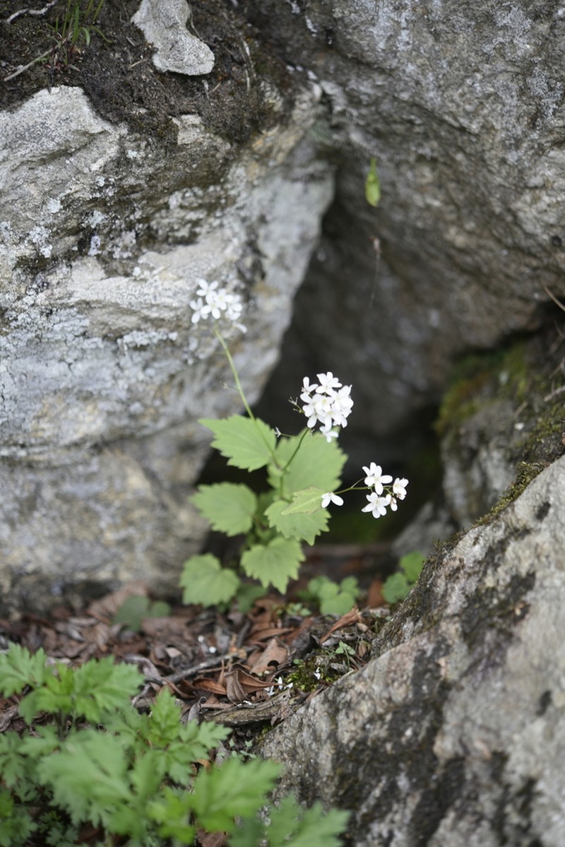 Cardamine komarovii