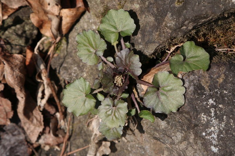 Cardamine komarovii photo 2