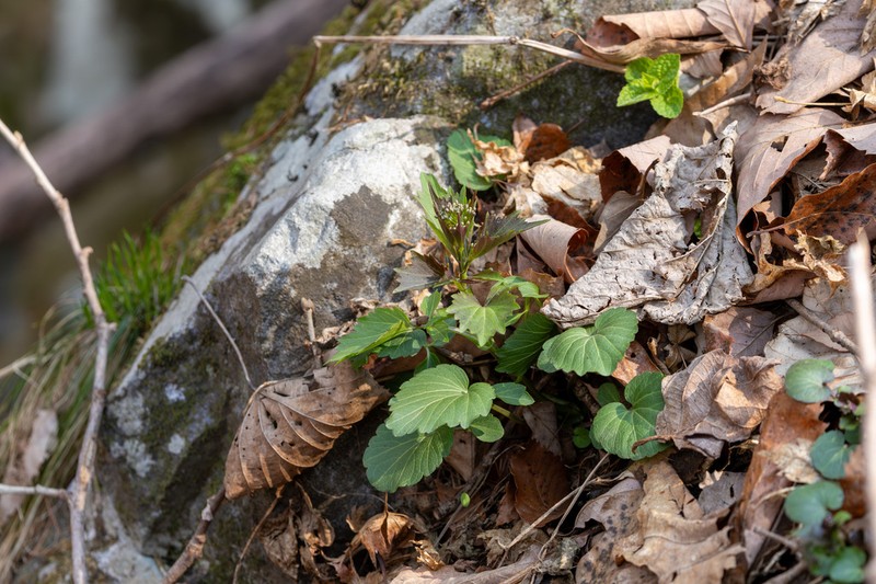 Cardamine komarovii photo 3