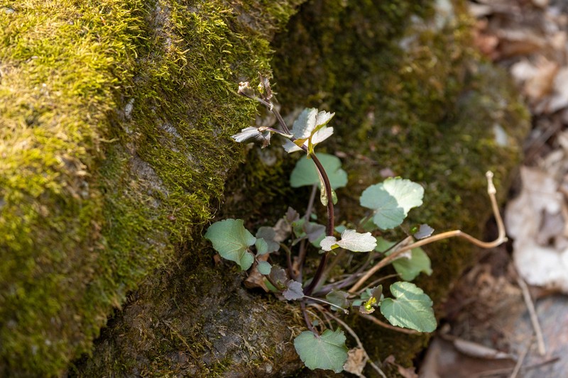 Cardamine komarovii photo 4