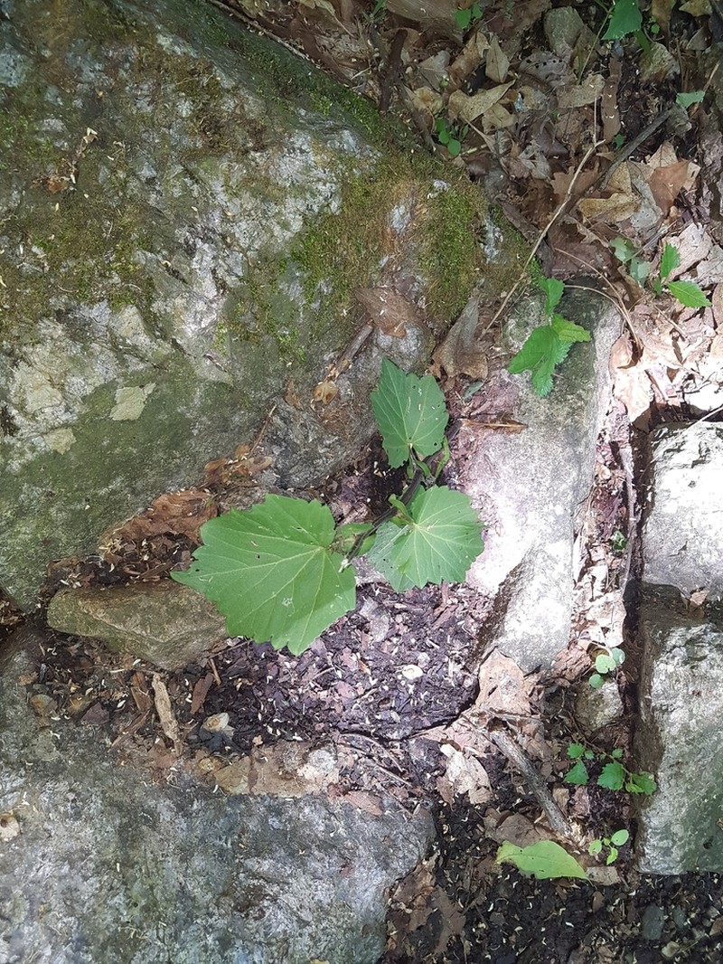 Cardamine komarovii photo 5
